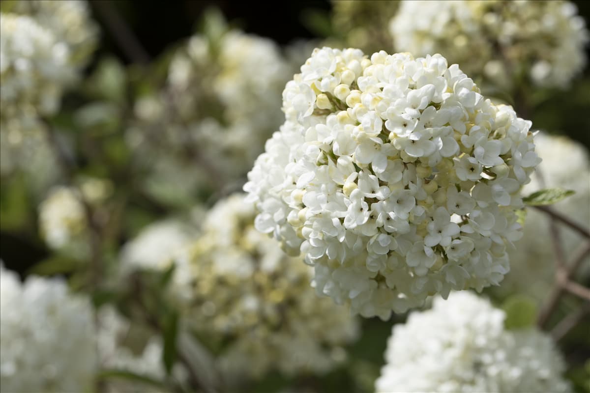 Viburnum 'Eskimo'