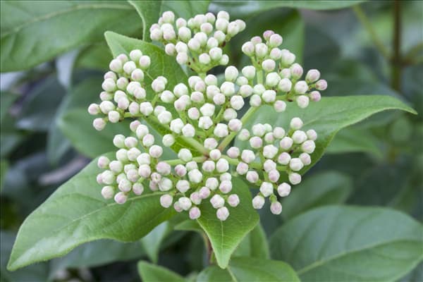 Viburnum 'Eskimo'