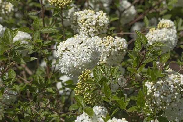 Viburnum 'Eskimo'