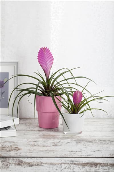 Tillandsia cyanea