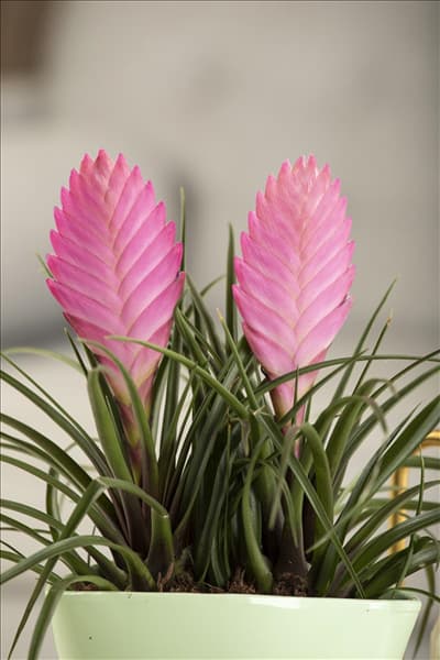 Tillandsia cyanea