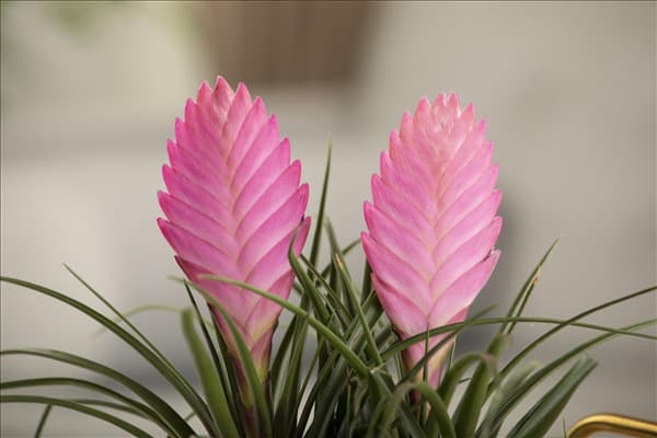 Tillandsia cyanea