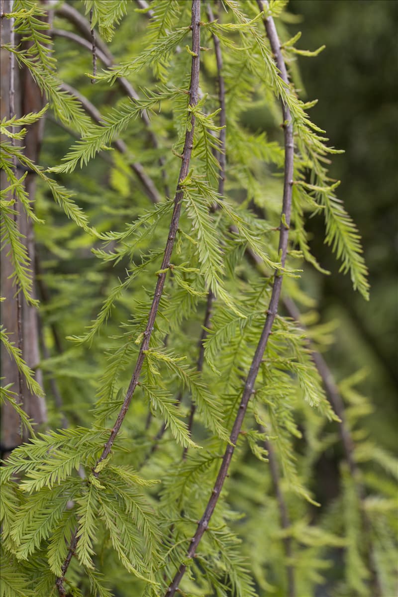 Taxodium distichum 'Cascade Falls'®