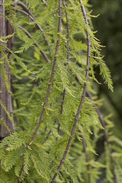 Taxodium distichum 'Cascade Falls'®