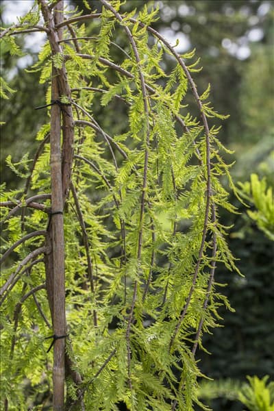 Taxodium distichum 'Cascade Falls'®