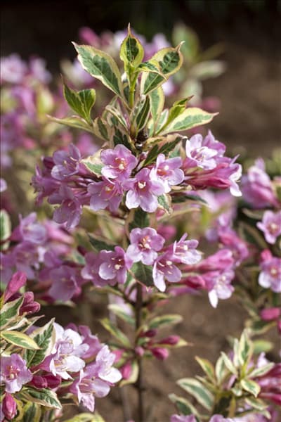 Weigela florida 'Magical Rainbow'®