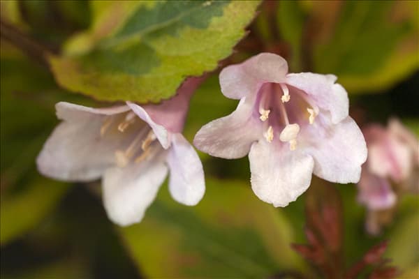 Weigela florida 'Magical Rainbow'®