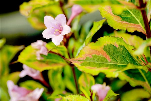 Weigela florida 'Magical Rainbow'®