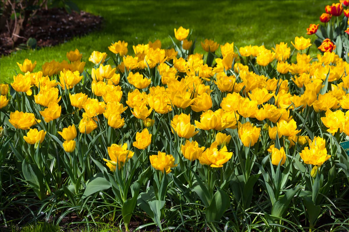 Tulipa 'Monte Carlo'