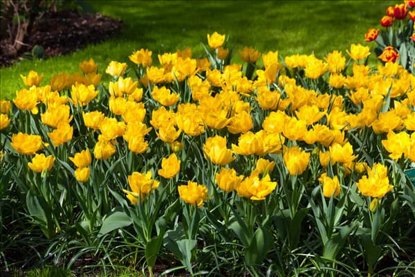 Tulipa 'Monte Carlo'