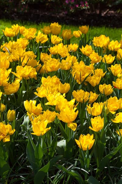 Tulipa 'Monte Carlo'