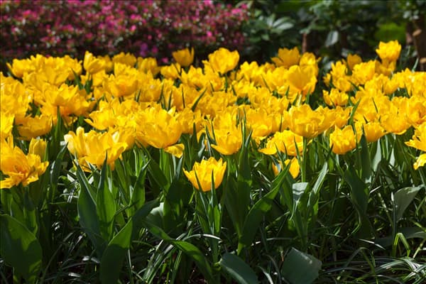 Tulipa 'Monte Carlo'