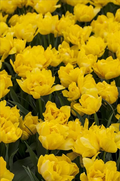 Tulipa 'Monte Carlo'