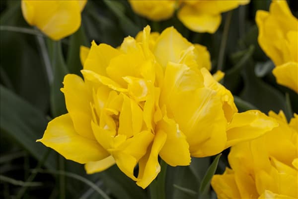 Tulipa 'Monte Carlo'