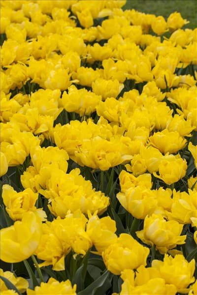 Tulipa 'Monte Carlo'