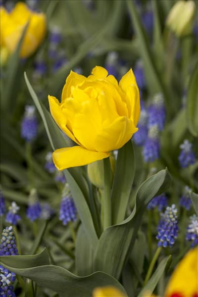 Tulipa 'Monte Carlo'