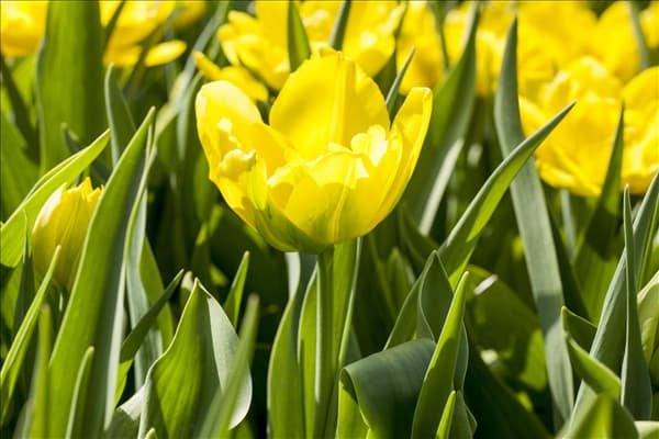 Tulipa 'Monte Carlo'