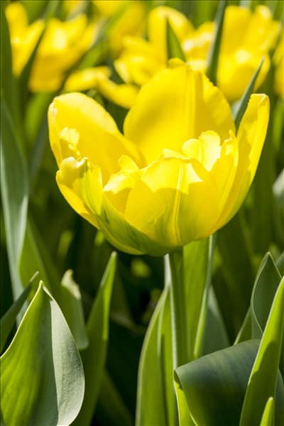 Tulipa 'Monte Carlo'