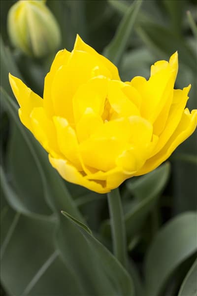 Tulipa 'Monte Carlo'