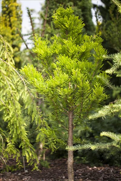 Taxodium distichum 'Peve Minaret'