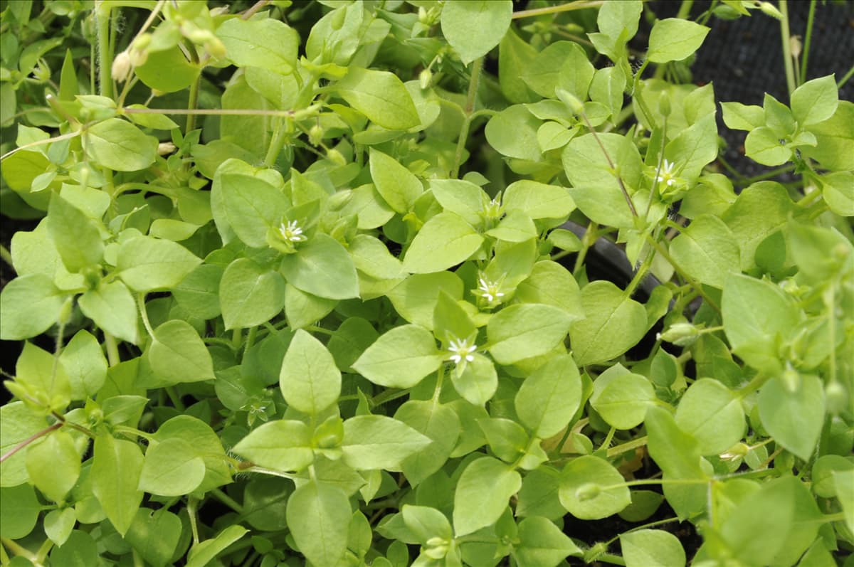 Stellaria media