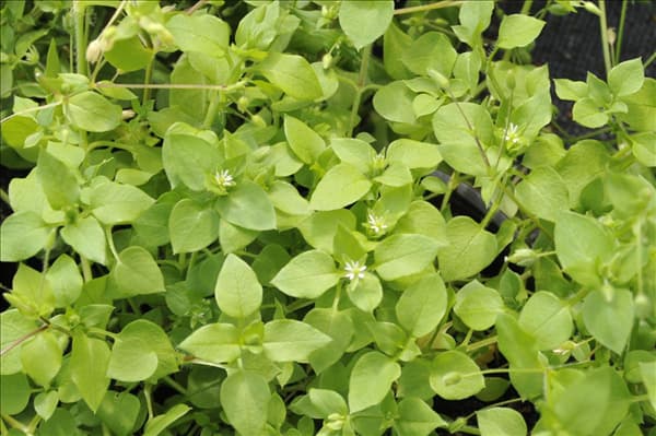 Stellaria media