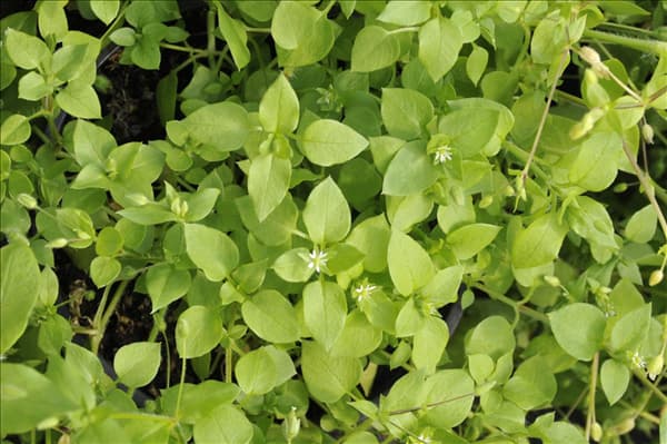 Stellaria media