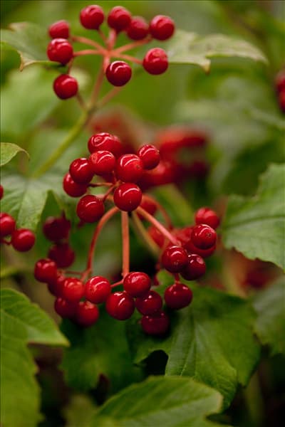 Viburnum opulus 'Compactum'