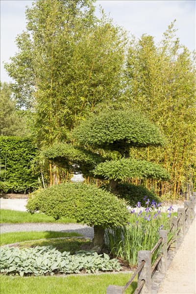 Taxus baccata