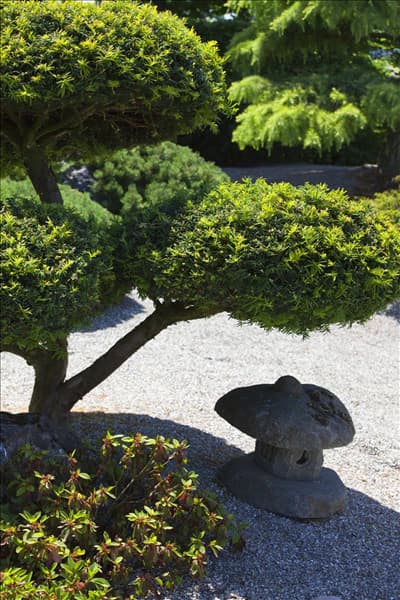 Taxus baccata