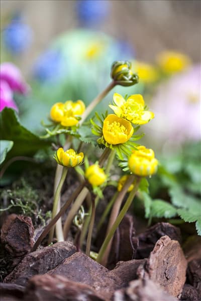 Eranthis hyemalis