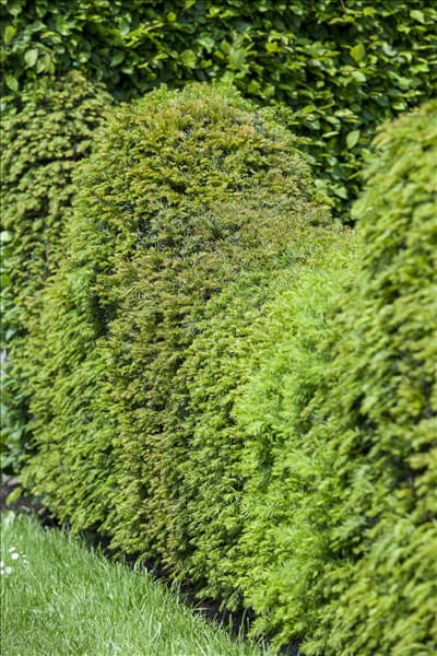 Taxus baccata