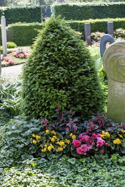 Taxus baccata