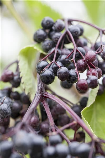 Sambucus nigra