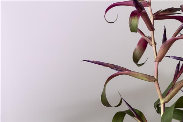 Tillandsia leiboldiana