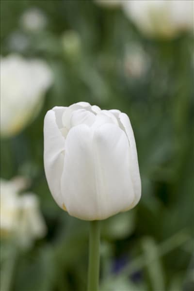 Tulipa multiflora 'Weiße Berliner'