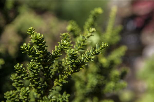 Taxus baccata 'Amersfoort'