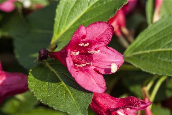 Weigela 'Red Prince'