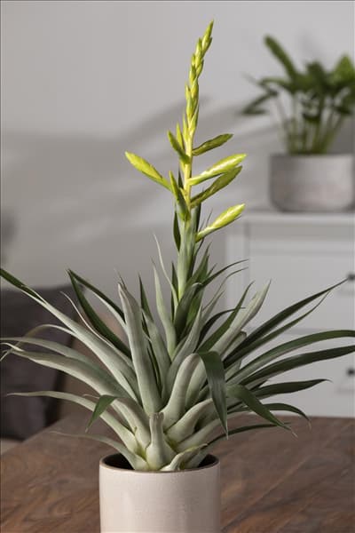 Tillandsia oerstediana