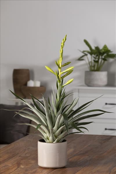 Tillandsia oerstediana