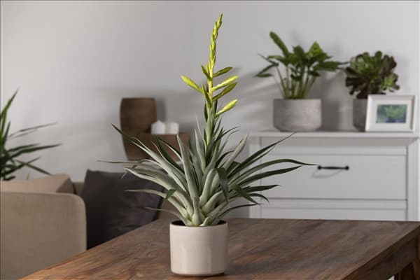 Tillandsia oerstediana