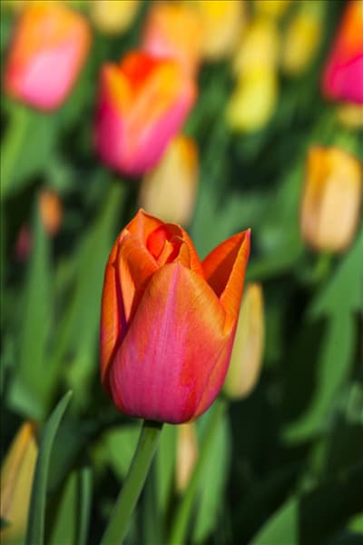 Tulipa 'Orange Dynasty'
