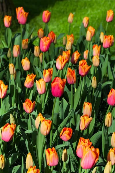 Tulipa 'Orange Dynasty'