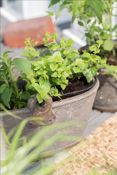 Stevia rebaudiana