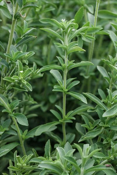 Stevia rebaudiana