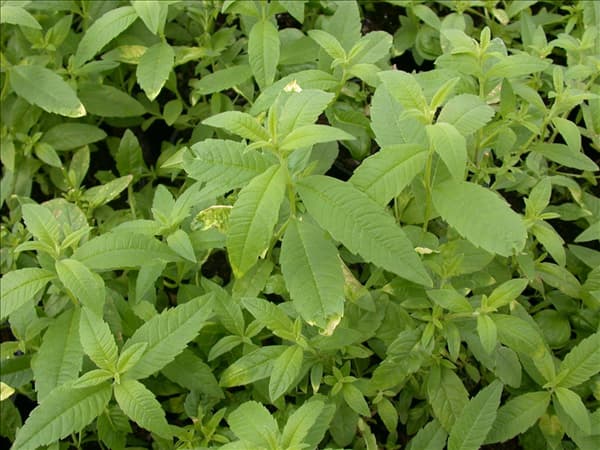 Stevia rebaudiana
