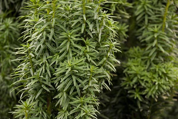 Taxus baccata 'David'