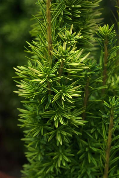 Taxus baccata 'David'