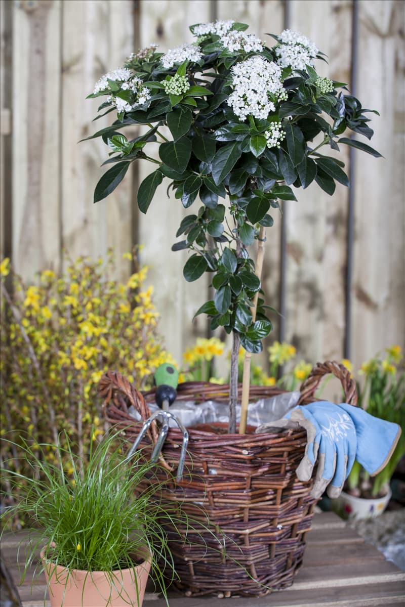 Viburnum tinus