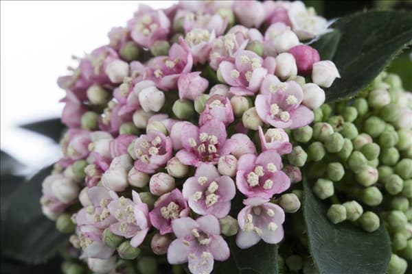 Viburnum tinus